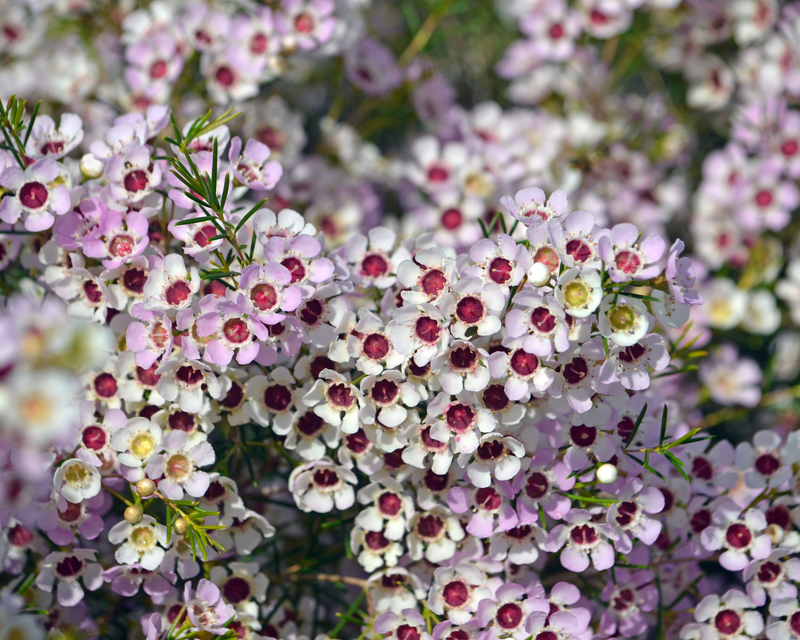 Top 5 Australian Native Plants To Add To Your Garden Yates Gardening