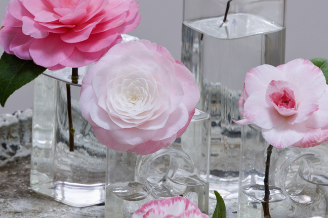 Camellia Vase Cut Flowers