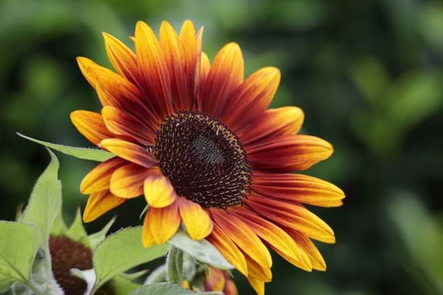 Bronze Sunflower