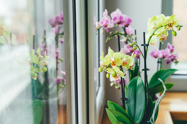 several potted moth orchids (Phalaenopsis) on a timber bench next to a window