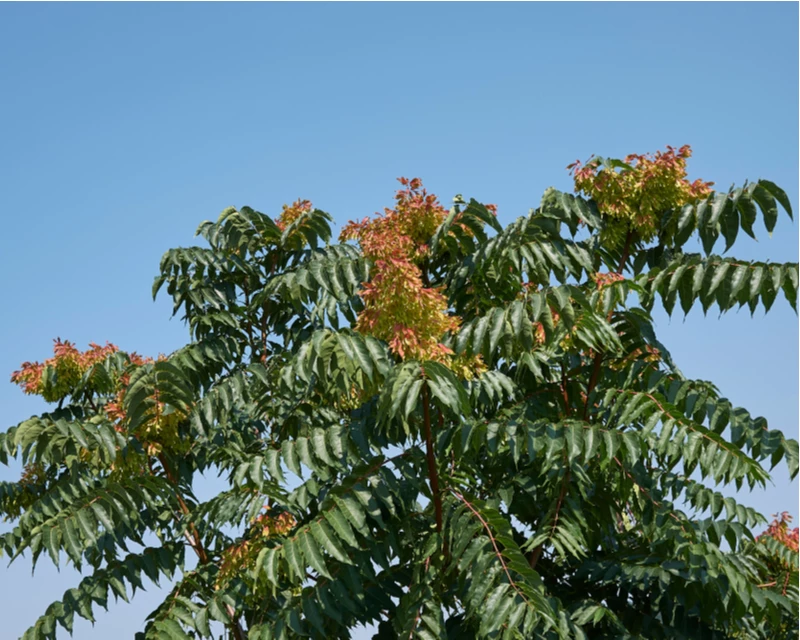 Tree Of Heaven Ohio at Caroline Trevino blog