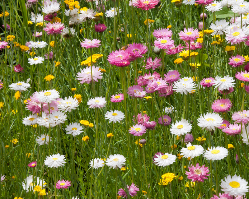 How to Install a Native Wildflower Meadow - GATHER & GROW