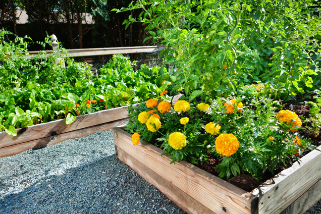 timber raised garden beds filled with marigolds and vegetables