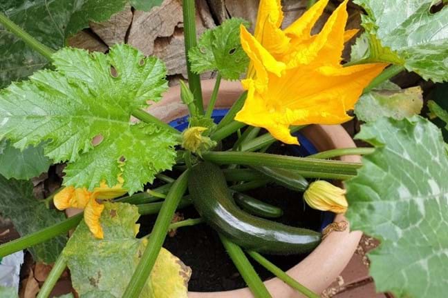 zucchini plant with fruit and flowers growing in a pot
