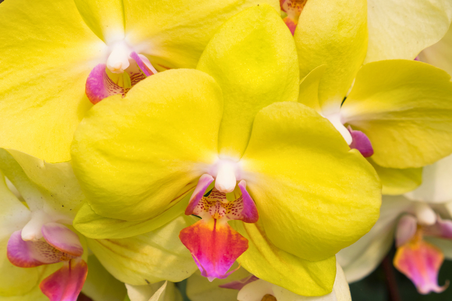 How To Grow Moth Orchids | Yates Australia