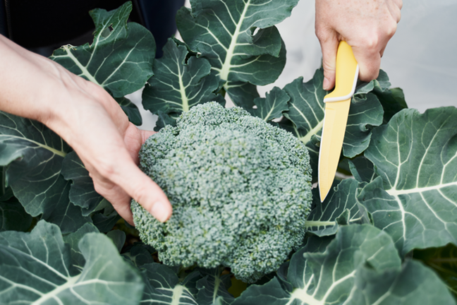Harvesting Picking Broccoli Image
