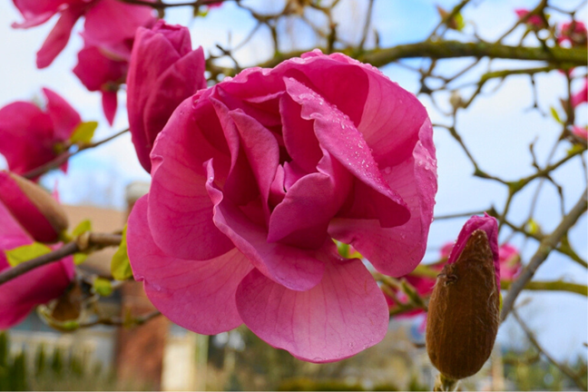 Magnolia x soulangeana 'Felix ' flower deep bright pink