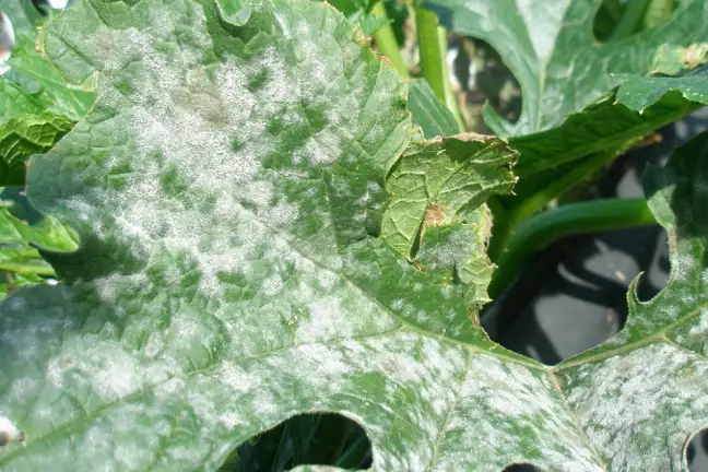 Powdery Mildew Elise Dando (4)