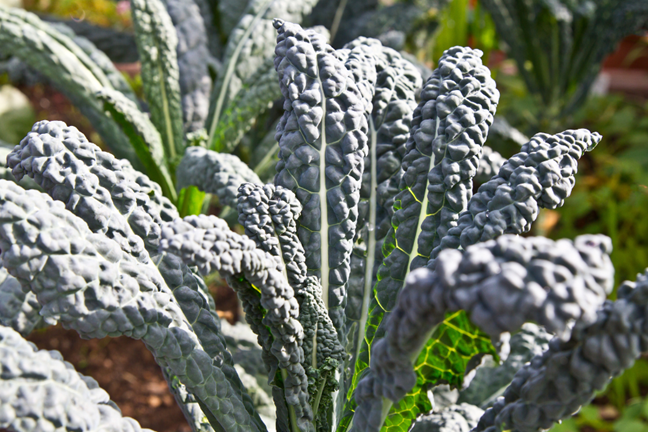 Tuscan Kale plant growing in a garden bed