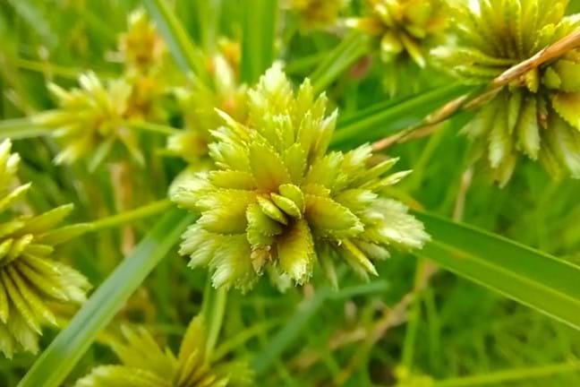Nutgrass Cyperus Rotundus Mature Flower Close Up 800X451px