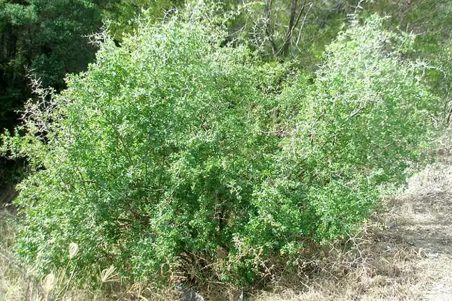 African Boxthorn (1) 800X451px LS Credit Elise Dando