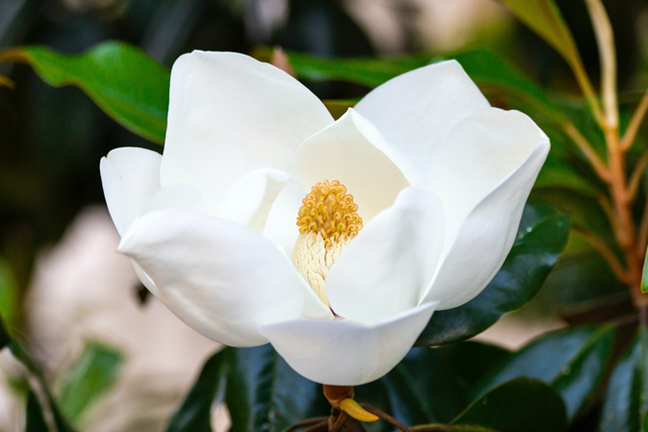 White Magnolia Image