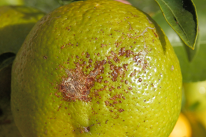 Melanose Scab on a lime fruit showing speckled, brown and raised growths on skin surface
