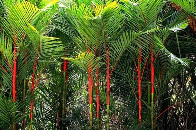 Side on view of mature Lipstick Palms displaying striking red trunks