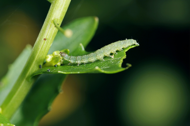 Cabbage Moth - Caterpillar Stage. Small thin green caterpillar on a chewedleaf