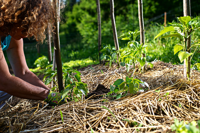 woman applying straw as a mulch to her garden bed