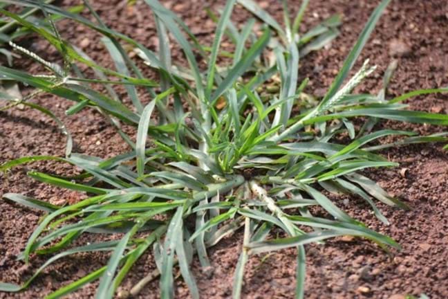 Crowsfoot Grass (Eleusine Indica) 800X451px