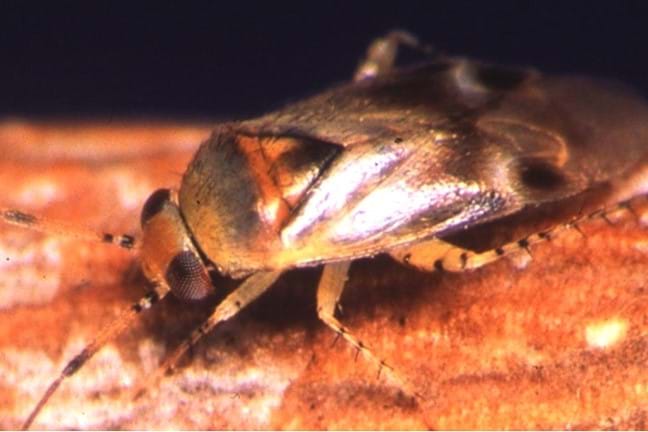 Image above: adult Apple Dimpling Bug (Image courtesy of © State of Western Australia