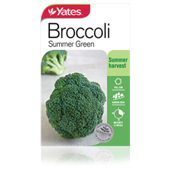 Broccoli Summer Green