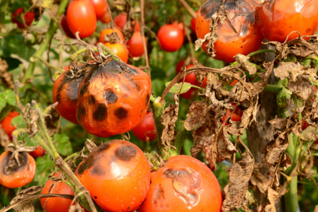 Disease Late Blight Tomatoes