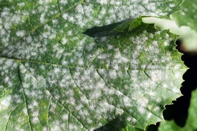 close up photo of powdery mildew on a zucchini leaf