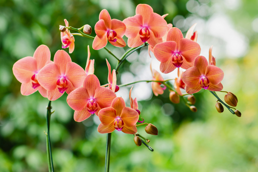 How To Grow Moth Orchids | Yates Australia