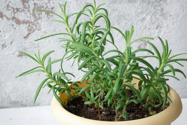 young potted rosemary plant in a yellow pot with a lime washed brick wall as background