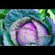 56564_Cabbage Savoy Verona Purple_Lifestyle2.jpg