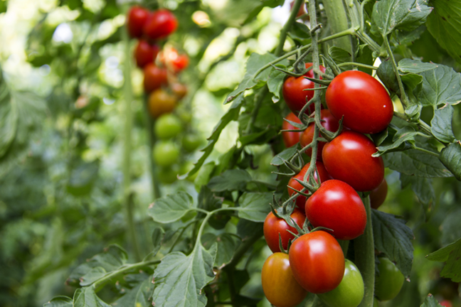 Tomatoes Vegetable Image