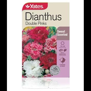 dianthus-double-pinks