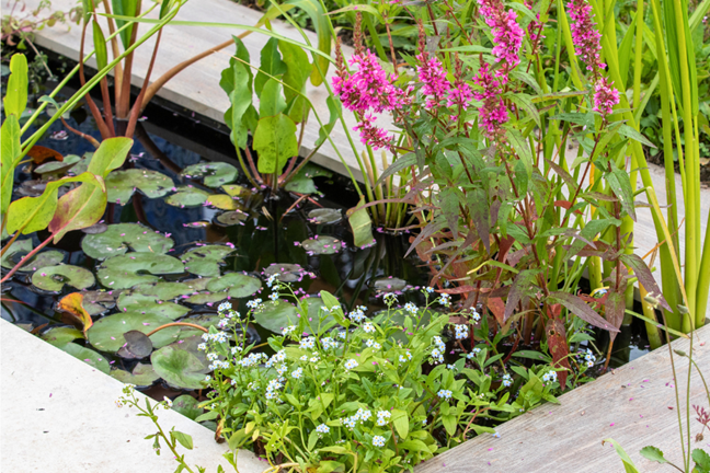 Small Pond with timber edging Filled with Aquatic Plants