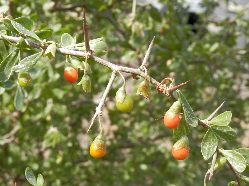 How to Get Rid of African Boxthorn in Your Garden | Yates Australia