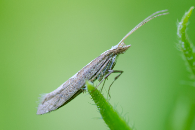 cabbage Moth - adult form moth. Small grey to brown moth with wings held firmly down, sitting on the tip of a stem