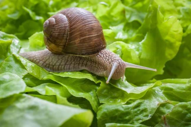 Snail on lettuce