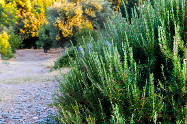 a rosemary plant growing next to a gravel path in a garden