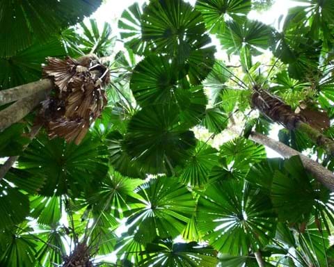 looking up into the canopy of a grove of QLD fan palms, Licuala ramsayi