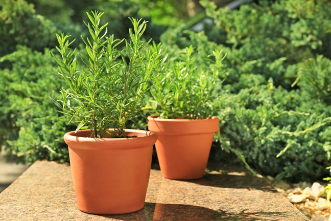 two small potted rosemary plants in terracotta pots sitting on a timber bench