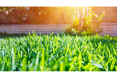 Top Tips Summer Lawn Care