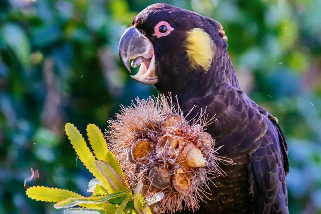 Black Cockatoo Feeding on Banksia