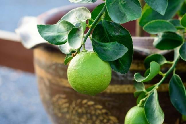 lime tree growing, and bearing fruit, in an asian style brown pot with golden markings
