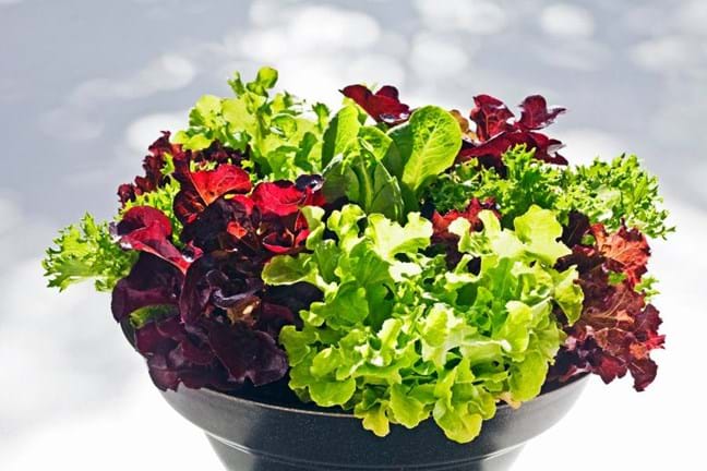 Mix of lettuce growing in a pot