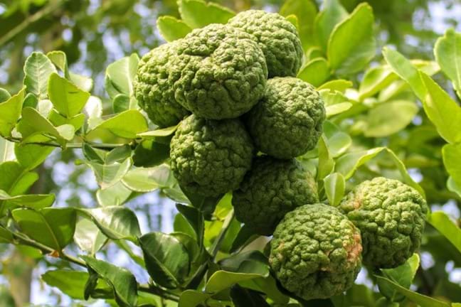 bunches of fully formed kaffir limes growing on a tree