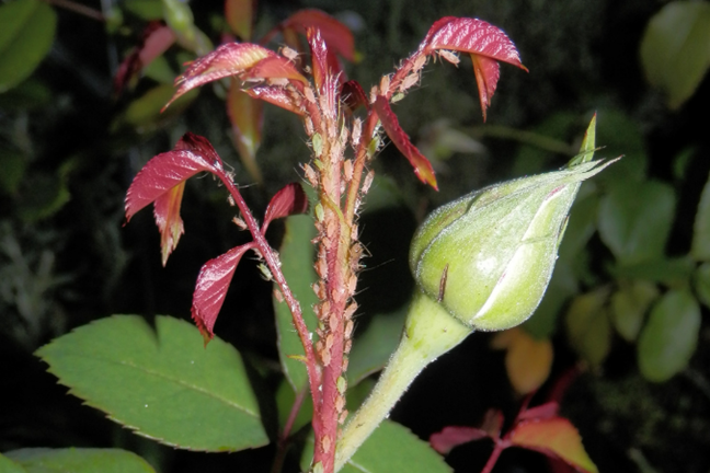 close-up of aphids on the new growth of a rose bush