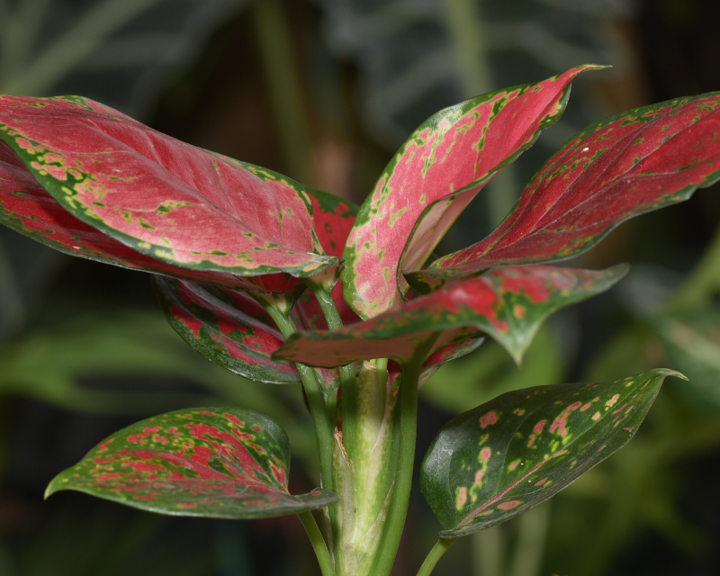 How to Grow Aglaonema | Yates Australia