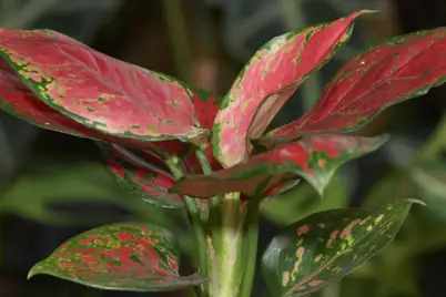 Aglaonema