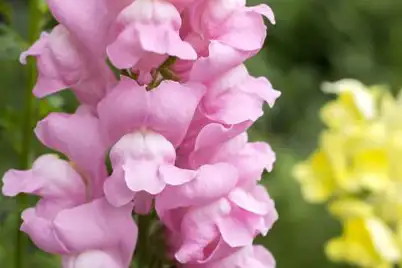 Snapdragons