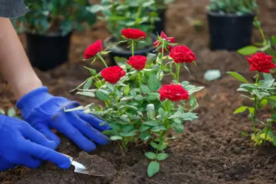 Spring rose care