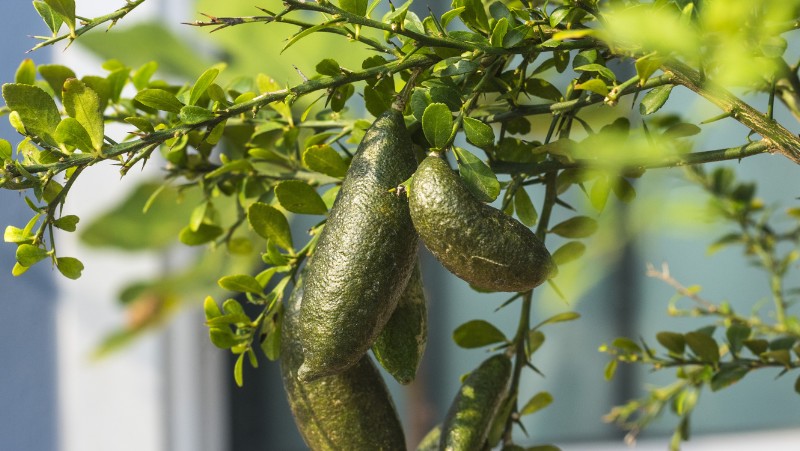 How to Grow a Lime Tree in Australia Citrus Growing Guide