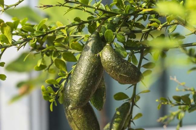bunch of ripening finger limes growing on a potted plant