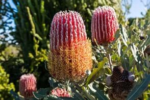 How to Grow Banksia